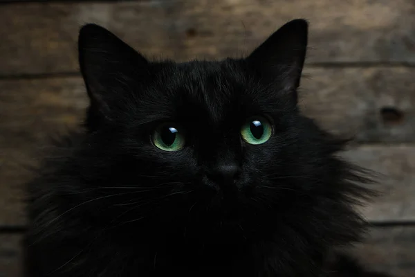 Beautiful black cat with green eyes with a white spot and a fluffy mane. Wooden background