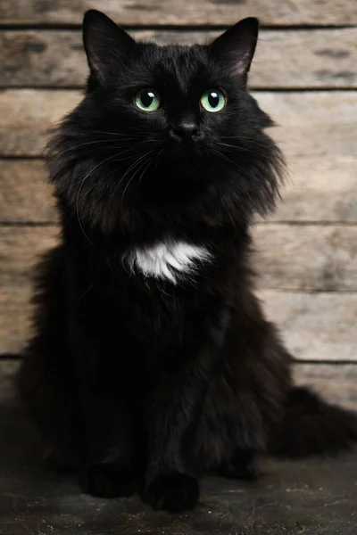 白い斑点とふわふわのたてがみを持つ緑の目をした美しい黒猫 木造背景 — ストック写真