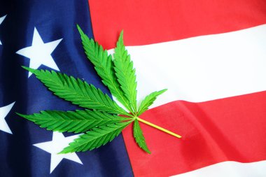 Amerika Birleşik Devletleri 'nin yıldızlı bayrağında yeşil kenevir yaprağı