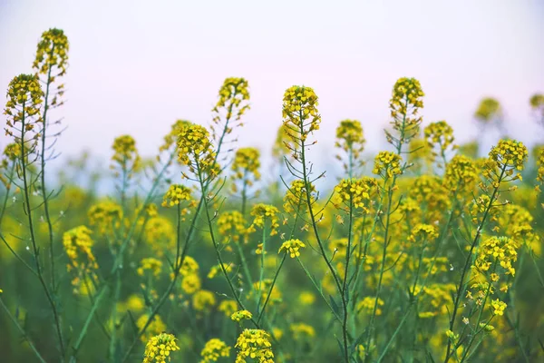 Rapeseed Field Background Blooming Culture Rape Sunset — Stock Photo, Image