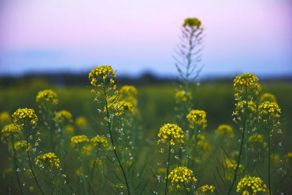 Rapeseed Field Background Blooming Culture Rape Sunset — Stock Photo, Image