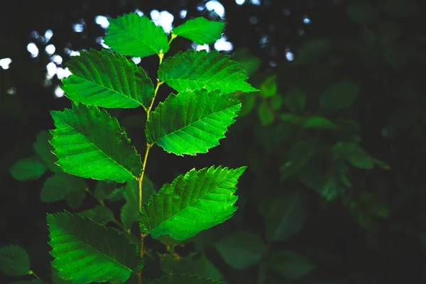 Bakgrund Ljusa Gröna Blad Mörk Bakgrund — Stockfoto