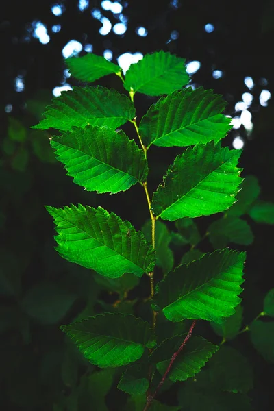 暗緑色の葉の背景 — ストック写真