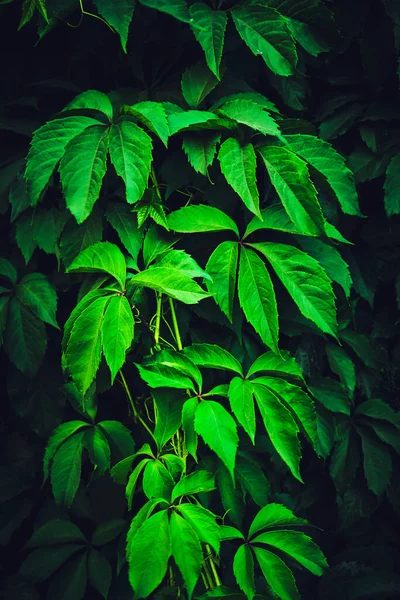 野生ブドウの緑の葉の背景 — ストック写真