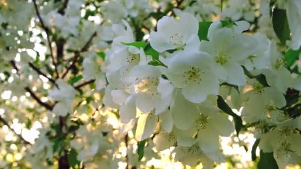 Morning Sun Shines Blossoms Apple Trees Waving Wind — Stock Video