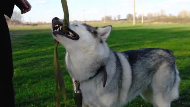 Köpek Cins Husky Tasmayla Oynuyor Temiz Havada Bir Köpekle Yürümek — Stok video