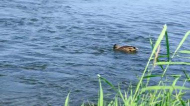 Ördek, nehirden akan ekmek parçalarını yakalar..