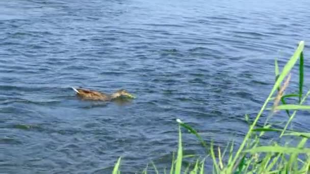 Eend Vangt Stukken Brood Stroomafwaarts Van Rivier — Stockvideo