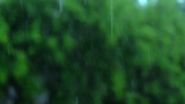 Ağaçların bulanık yeşil zemininde yağmur damlaları.