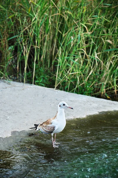 Chica Gaviota Está Pescando Orilla Del Río — Foto de Stock