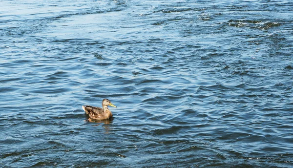 Pato Solitario Nada Río Con Una Fuerte Corriente — Foto de Stock