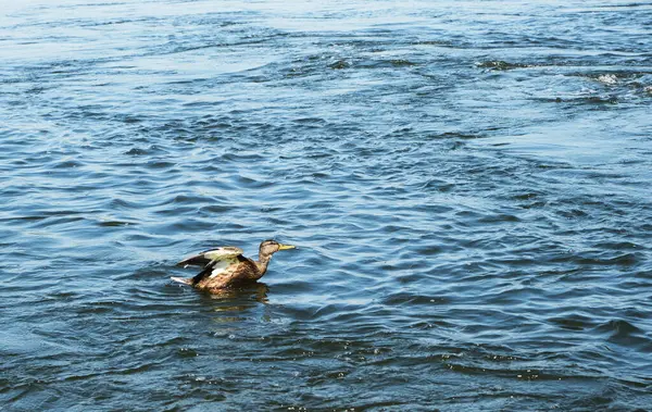 Samotna Kaczka Pływa Rzece Silnym Prądem — Zdjęcie stockowe