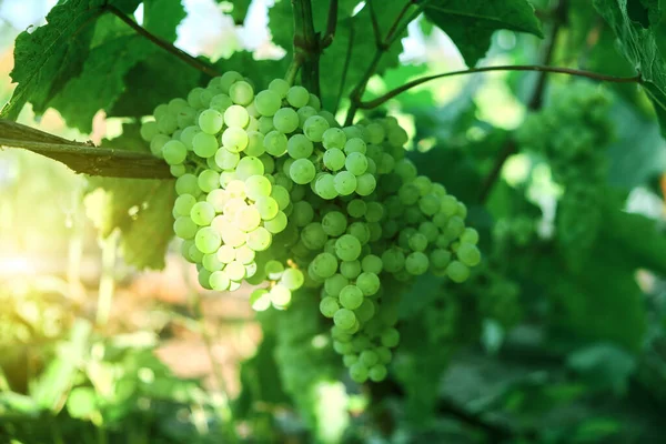 Almoço Uvas Dia Ensolarado Brilhante Kishmish Casta — Fotografia de Stock