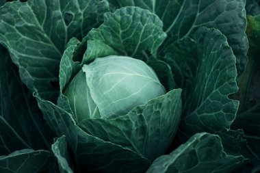 Bahçede büyüyen lahana kafası. Sağlıklı sebzeler.