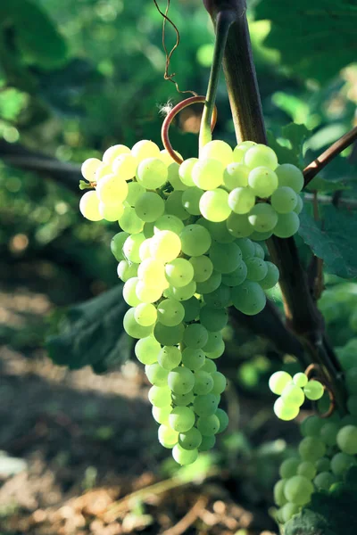 Almoço Uvas Dia Ensolarado Brilhante Kishmish Casta — Fotografia de Stock