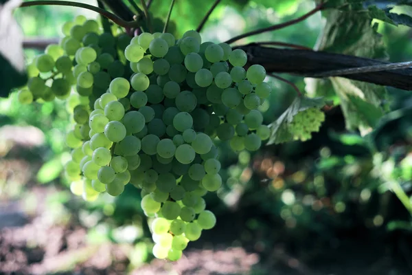 Almoço Uvas Dia Ensolarado Brilhante Kishmish Casta — Fotografia de Stock