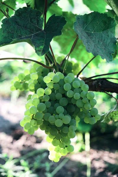 Almoço Uvas Dia Ensolarado Brilhante Kishmish Casta — Fotografia de Stock