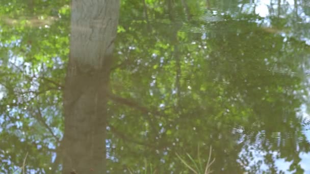 กชายข กรยาน านสระน ในฤด อนหล งจากฝนตก — วีดีโอสต็อก