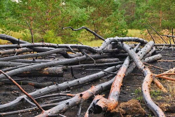 Fallen burned and charred trees after a fire in a pine forest