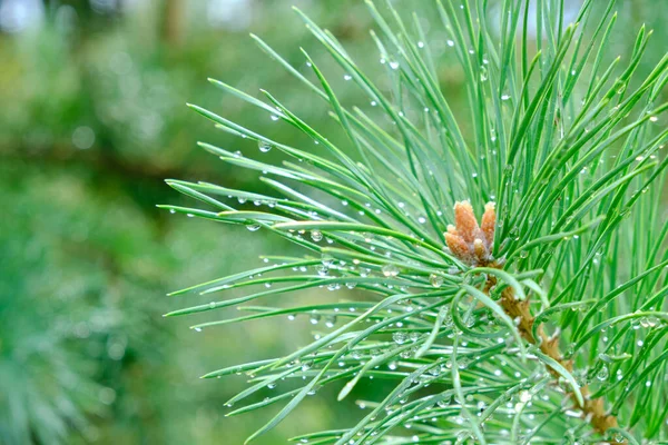 Pine Branch Close Kroplami Wody Letnim Deszczu — Zdjęcie stockowe