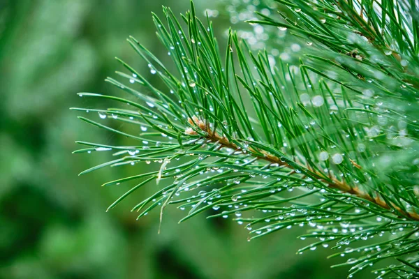 Pine Branch Close Water Drops Summer Rain — Stock Photo, Image