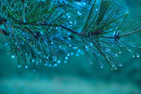 Branche Pin Avec Gouttes Après Pluie Automne Une Forêt Pins — Photo