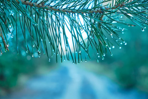 Dennenboom Met Druppels Regen Herfst Een Dennenbos Herfst — Stockfoto