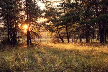Bir çam ormanında, çimlerin üzerinde çiy damlalarıyla aydınlık bir akşam günbatımı...