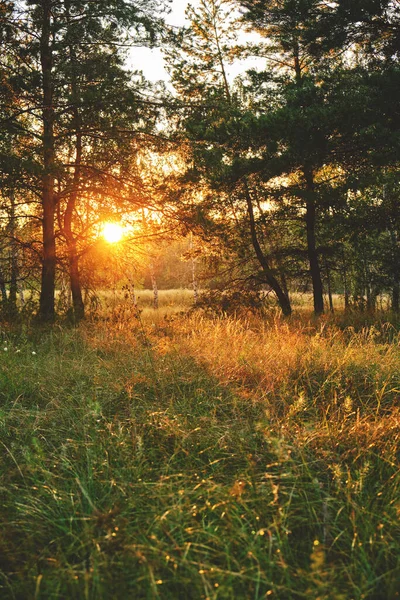 Opruimen Een Dennenbos Met Dauwdruppels Het Gras Met Een Heldere — Stockfoto