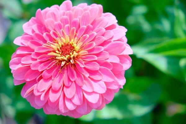 Cynia Flor Rosa Brillante Sobre Fondo Verde — Foto de Stock