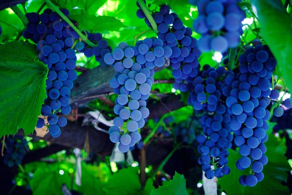 Dangling Cluster Azul Brilhante Uvas Isabella Maduras — Fotografia de Stock