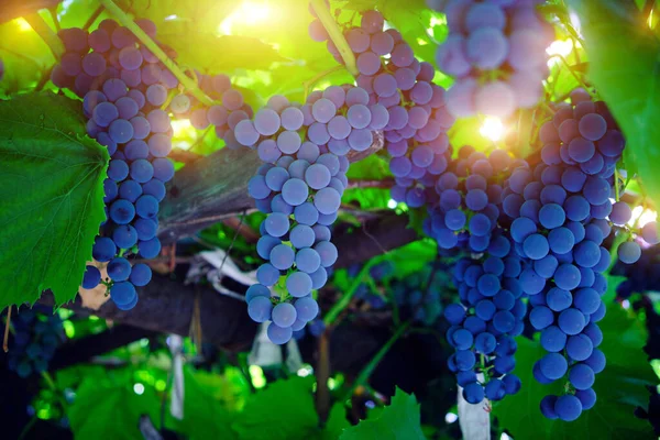 Dangling Cluster Bright Blue Ripe Isabella Grapes — Stock Photo, Image