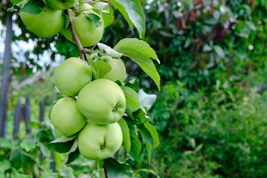 Elma ağacının asma dalı elma meyveleriyle dolu.