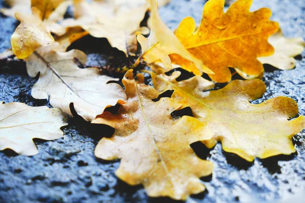 Yellow oak leaves falling on the wet asphalt in autumn