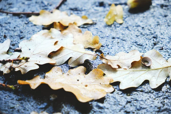 Gelbe Eichenblätter Fallen Herbst Auf Den Nassen Asphalt — Stockfoto