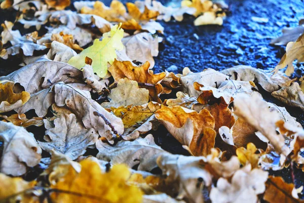 Gelbe Eichenblätter Fallen Herbst Auf Den Nassen Asphalt — Stockfoto