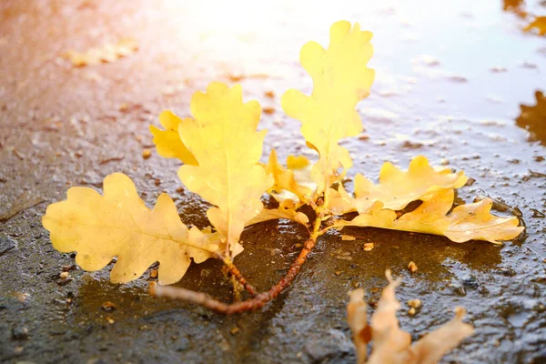 Yellow Oak Leaves Falling Wet Asphalt Autumn — Stock Photo, Image