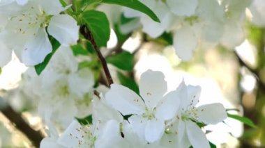 Güneş ışığını kıran elma dalı yakın plan.