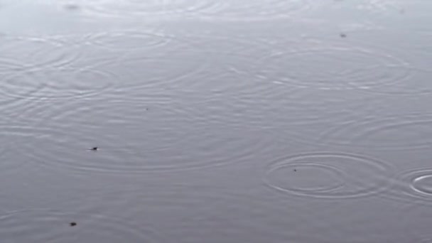 慢镜头中的雨滴掉进了水坑 — 图库视频影像