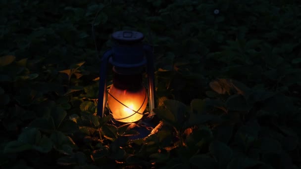 Сжигание Керосиновой Лампы Среди Листьев Клубники — стоковое видео
