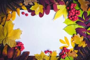 Akçaağaç, Rowan ve meşe yapraklarının sonbahar arkaplanı ortasında bir yazı için boşluk ile