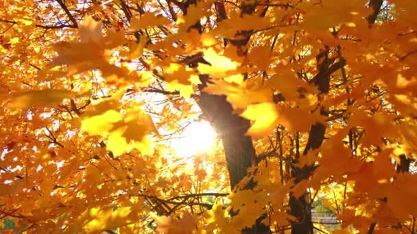 Yellowed maple leaves in the sunlight on a bright Sunny autumn day.