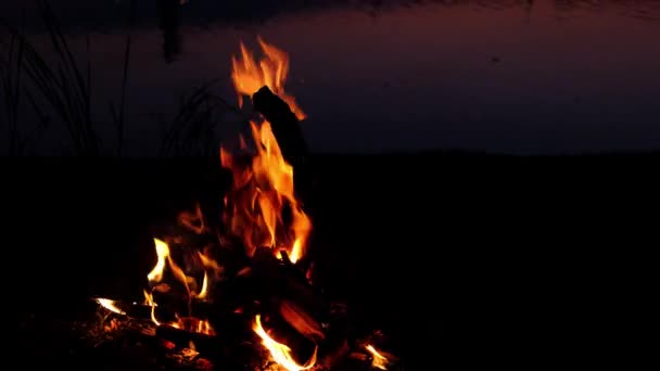 Вечерний костер на берегу озера, кемпинг. — стоковое видео