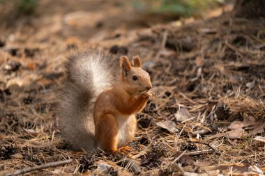 Ormanda sincap güneşli bir sonbahar gününde fındık yiyor.