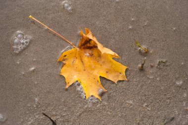 Kumsalda sarı akçaağaç yaprağı. Sonbahar arkaplanı