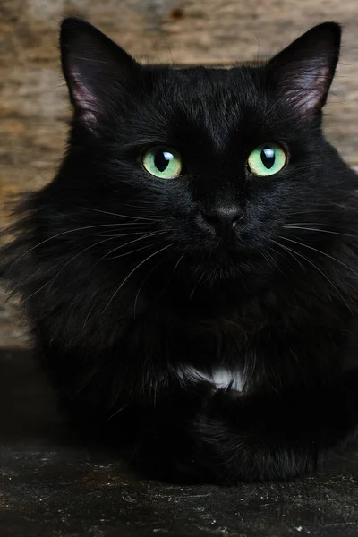 Noir Beau Chat Sur Fond Noir Avec Des Yeux Brillants Gros Regarder Stock Photo