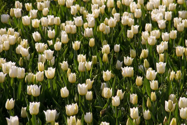 White tulips field in botanic garden