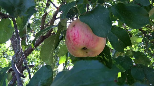 Ripe juicy green red yellow apple on an apple-tree, in green leaves