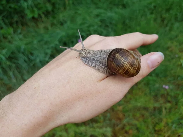 Schnecke auf der Hand der Frau — Stockfoto