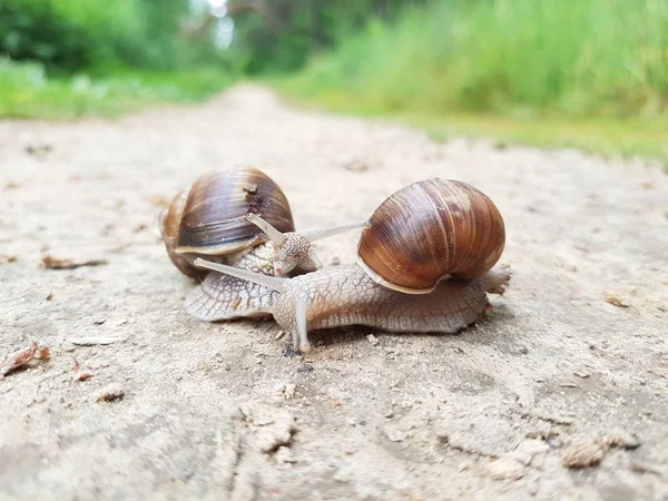 Δύο σαλιγκάρια στο δασικό δρόμο — Φωτογραφία Αρχείου